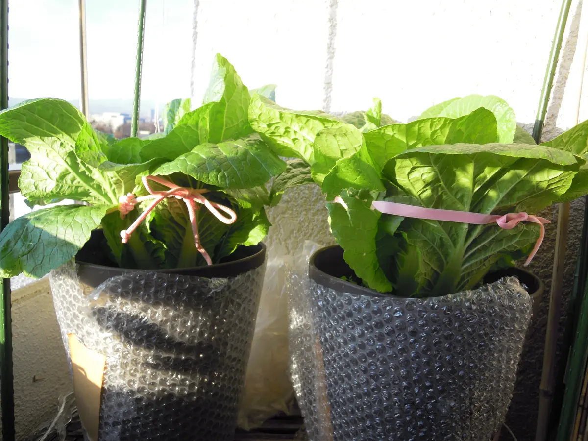 白菜 普通サイズ白菜とミニ白菜 定植～収穫までニャハハの家庭菜園－ポタジェと水耕栽培