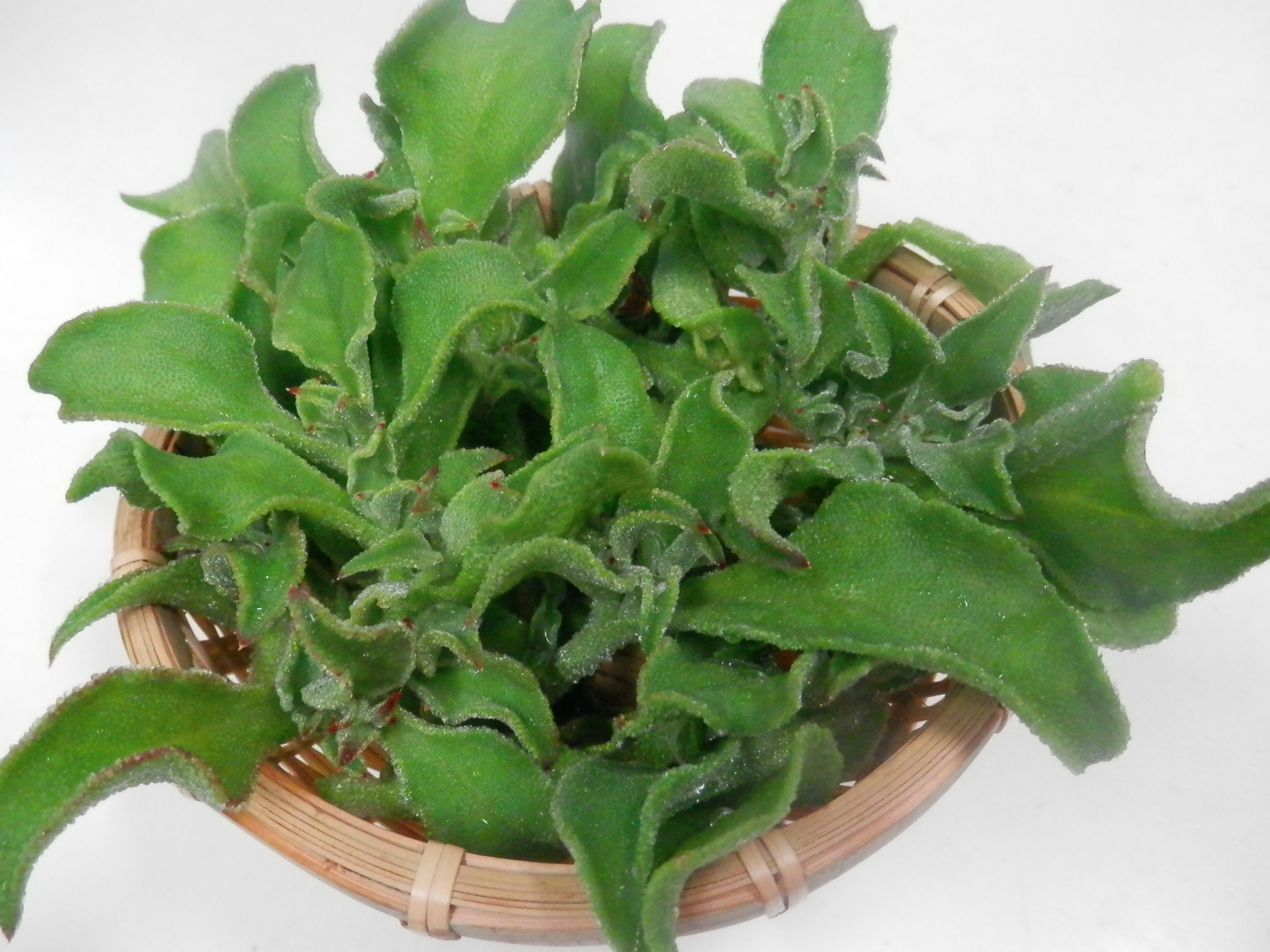 アイスプラントを種から栽培するならマスダケール