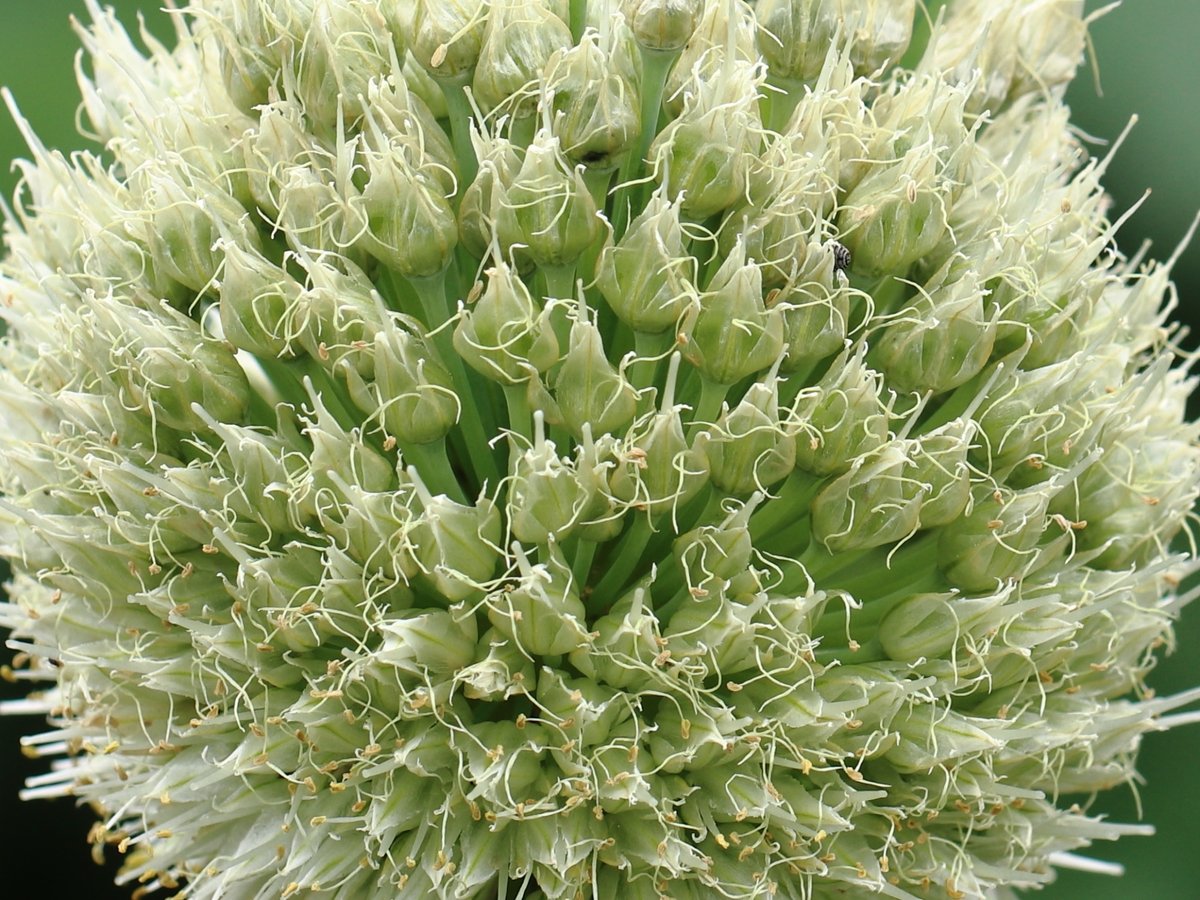 花が咲ききって薹 とう が立ったネギは美味しく食べられるのか - しらたまが道草を採って食うブログ