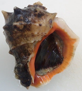 ニシガイ アカニシガイ旬の魚介Takamatsu Sea & Sun Market = 高松市中央卸売市場