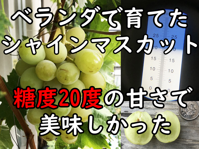 図解 ブドウの剪定方法は？ 実施時期と、品種別の作業手順