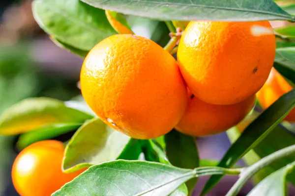 みかんって実は栄養満点？！健康効果とふと感じる疑問についてご紹介！健康情報ブログ -万田発酵