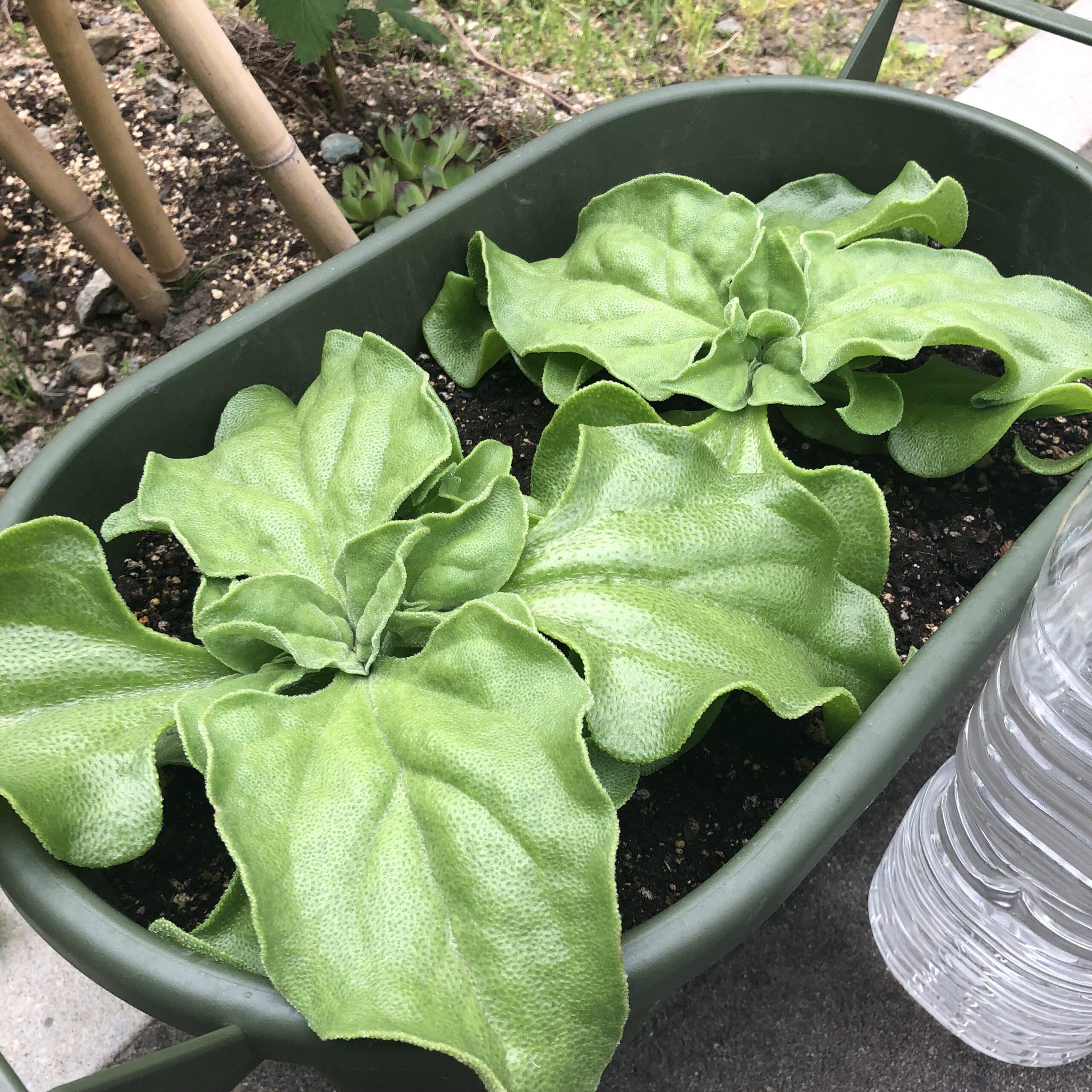 発根させたスーパーのアイスプラントを水耕栽培。種から育てるよりも早く収穫できるでしょうか? - 春色ソレイユ