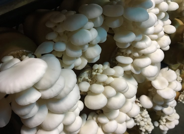 霜降りひらたけ 商品紹介・レシピホクト株式会社