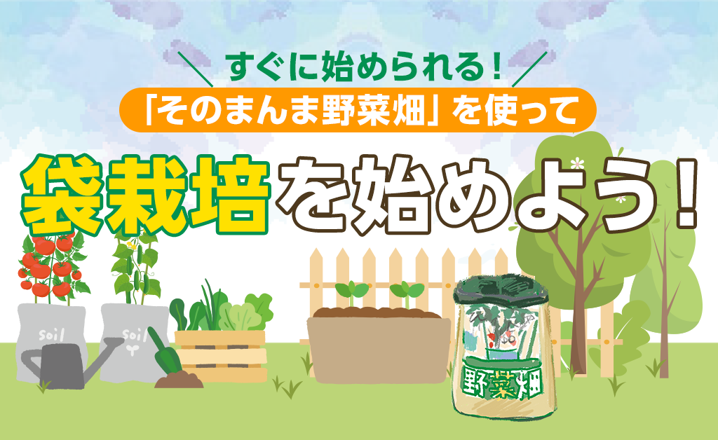 オクラ 苗 野菜の育て方野菜・花の育て方アースガーデン ～園芸用品～アース製薬株式会社