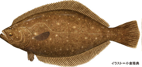 ヒラメとカレイの違い、見分け方についてを改めて 書きました。ブログ酢飯屋 - 文京区水道、江戸川橋にある寿司、カフェ、ギャラリーの複合店