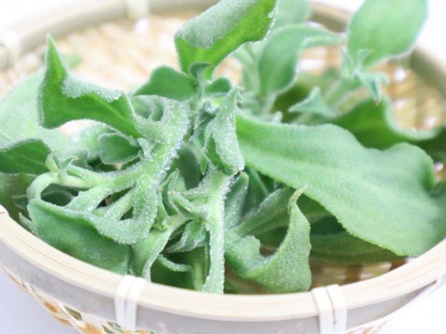 野菜 アイスプラントのプランター栽培
