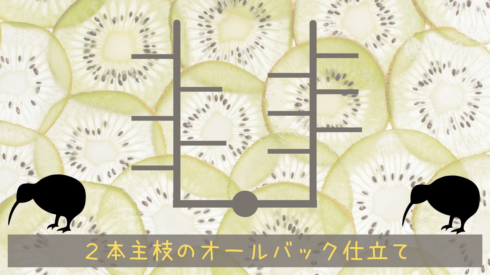 キウイフルーツの収穫時期と収穫方法は?野菜の育て方・栽培方法