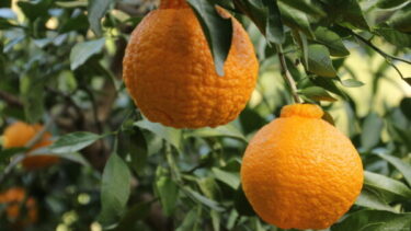 豚肉とじゃがいもの照り焼き