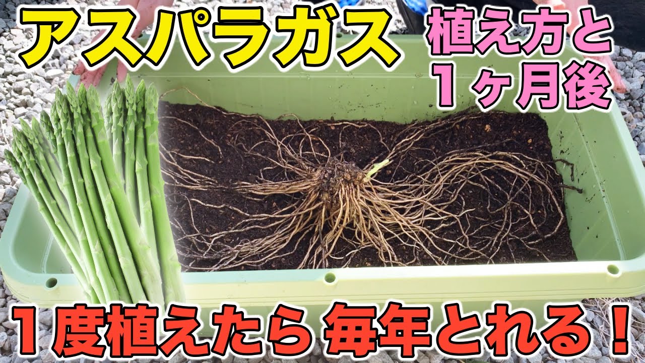 アスパラガス 苗 野菜 株 M 10セット 品種:ウェルカム 新潟県産初年度から収穫 プランター 家庭菜園 多年アスパラガスの植え方・育て方1度植えたら毎年収穫できます!ビック苗ですぐに収穫しよう
