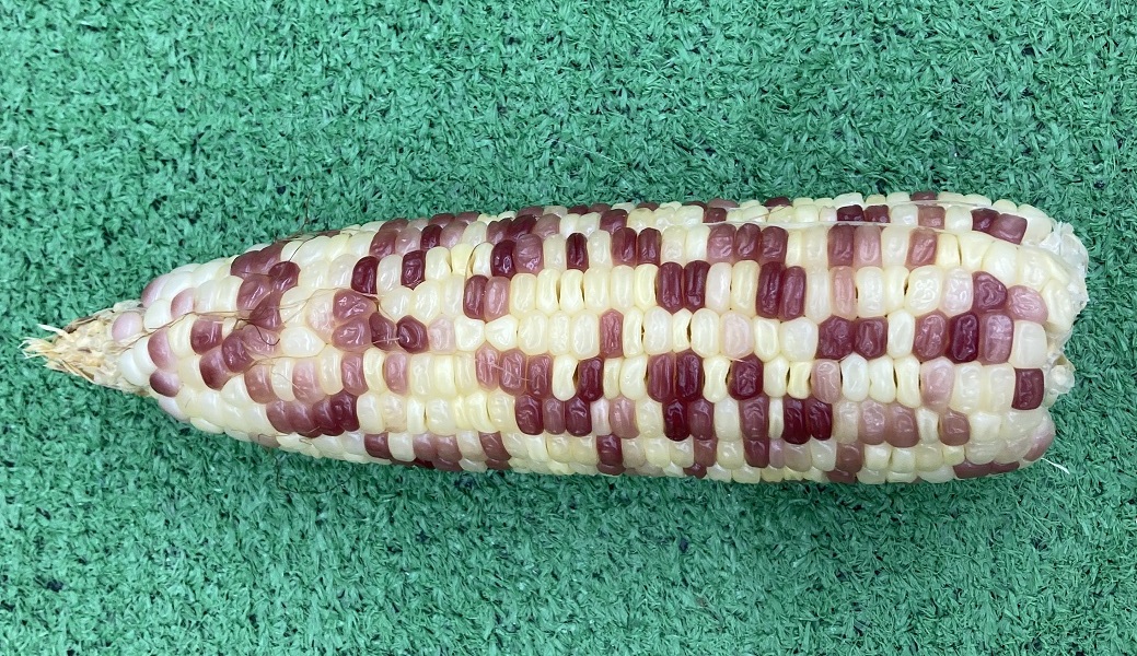 とうもろこしの種まきが始まりました22 2 14