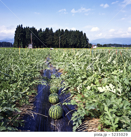 スイカ畑 25255001178 の写真・イラスト素材アマナイメージズ