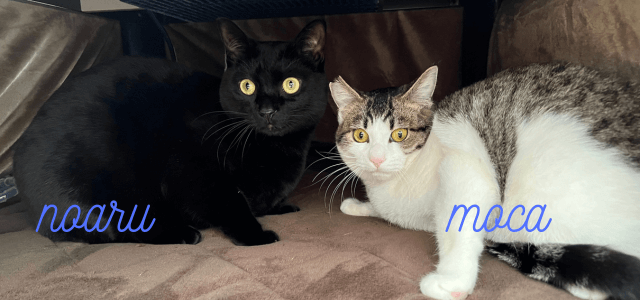 猫の食事タイムをもっと幸せにする『理想の食事場所』3つの条件 逆に絶対NGな場所は？ニフティニュース