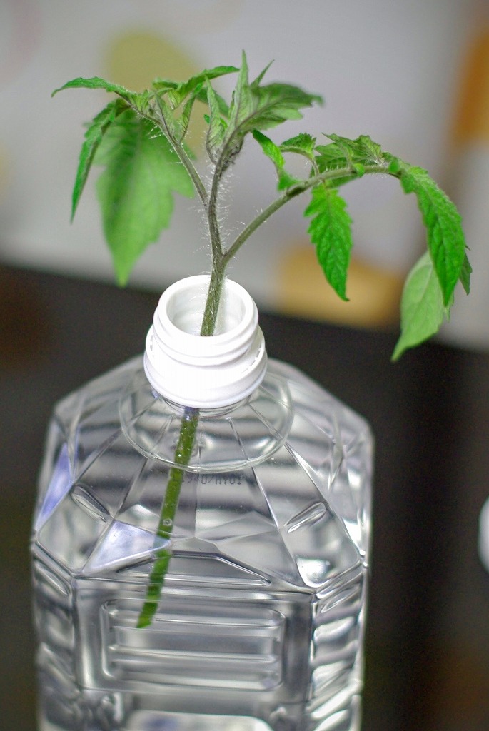 トマト 苗から の記録「ミニトマトの2本仕立てについて質問？？？」：おぎゃんさんの日記 by 菜園ナビ