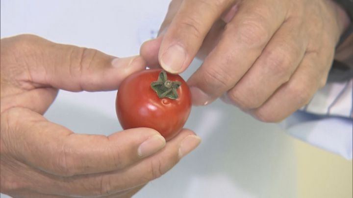 実験!お弁当に入れると傷みやすい野菜はどれ?!食オタ食の資格者のためのコミュニティ