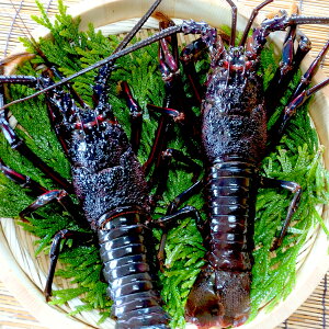 伊豆の伊勢エビ＆金目鯛6選。目にも鮮やかな名物たちの旨みと甘みに感動ことりっぷ