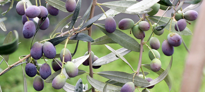 農家が教えるオリーブの育て方 剪定や追肥のコツとタイミングとはマイナビ農業