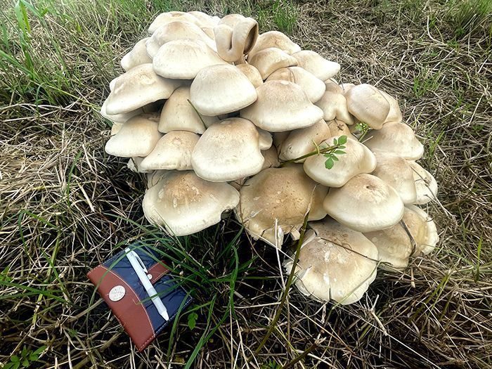 しいたけのかさ裏横画面 写真素材1334839- フォトライブラリ