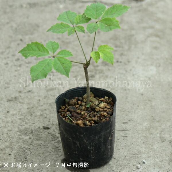 吉野家の牛丼にならなかった玉ねぎ「数百万円のごみ」を「数千万円の価値」に変える方法Business Insider Japan