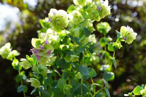 オレガノ ワイルド マジョラム 有機種子・固定種- e-種や国内最大級の野菜種・花種・苗・農業資材の販売店