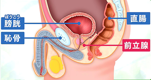 前立腺責めのやり方とコツ！気持ちいい前立腺マッサージの方法をイラストで解説