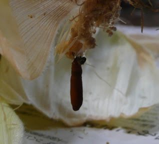 畑作業2回目：虫とりに夢中、ポップコーンに夢中さいたま緑の森博物館