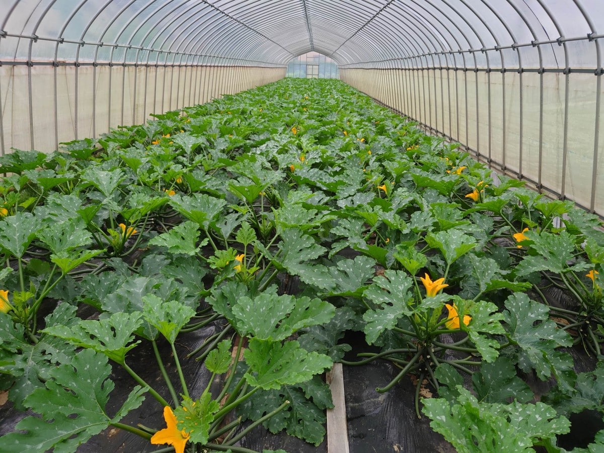 ズッキーニ畑の写真素材FYI08066129ストックフォトの Qlean Market キュリンマーケット