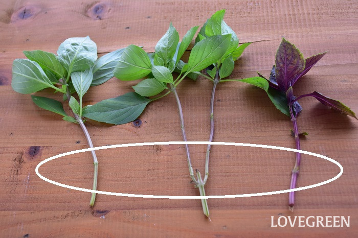 バジルの挿し木に挑戦！～挿し穂作り編～はぴ♪ゆめ☆チャンネル - 楽天ブログ