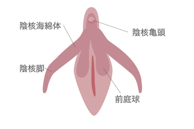 クリトリスが小さい原因は包茎？包茎でよくある悩みと治療法を解説｜スワンクリニック銀座