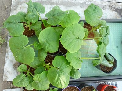 そうめん南瓜収穫始めました - 農業法人 上野原ゆうきの輪