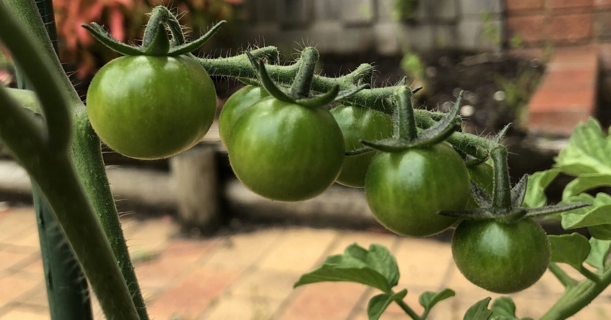 海外で家庭菜園 -珍しい野菜を無農薬で育てる- vol.2Wabi sabi