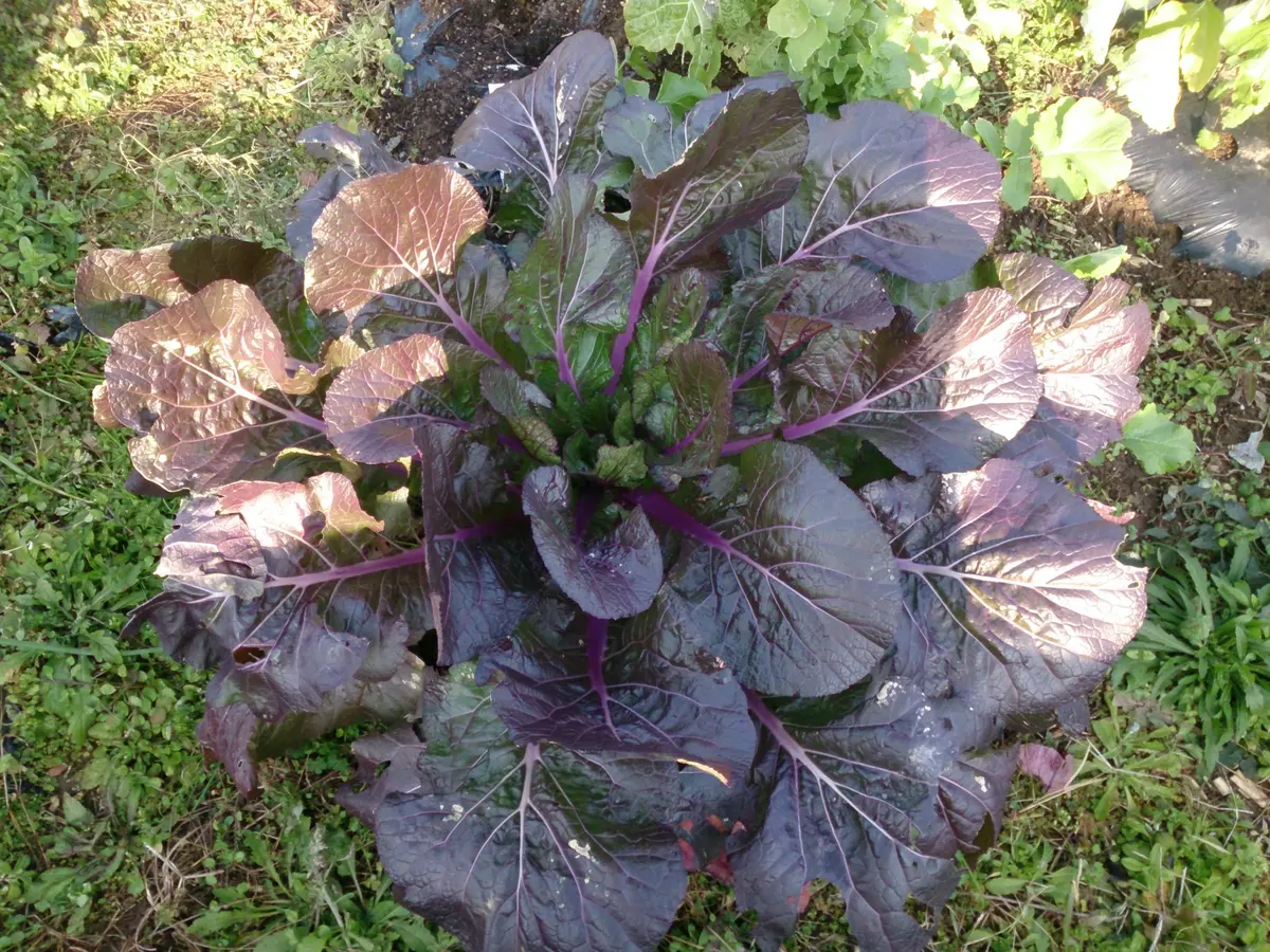 突然ですが、この「紅紫色のじゅうたん」、何の野菜でしょう？？ヒントは よく、お刺身のそばにいます。JA全農 広報部 公式
