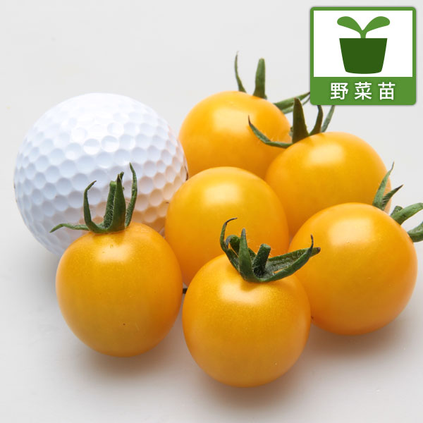 トマト：甘～くとろけるトマトつやぷるん R ゴールド3号ポット の通販園芸ネット