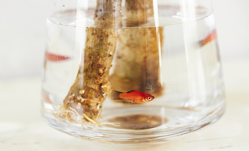 楽天市場 水耕栽培 水槽の通販