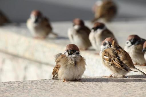 地面から食べ物を探す美しい家すずめの鳥の写真素材・画像素材 Image 185657980