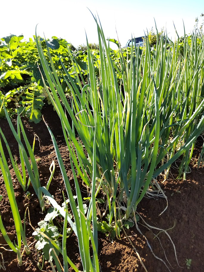 寒い冬こそおいしくなるねぎ。体の抵抗力をアップさせる頼もしい食材です