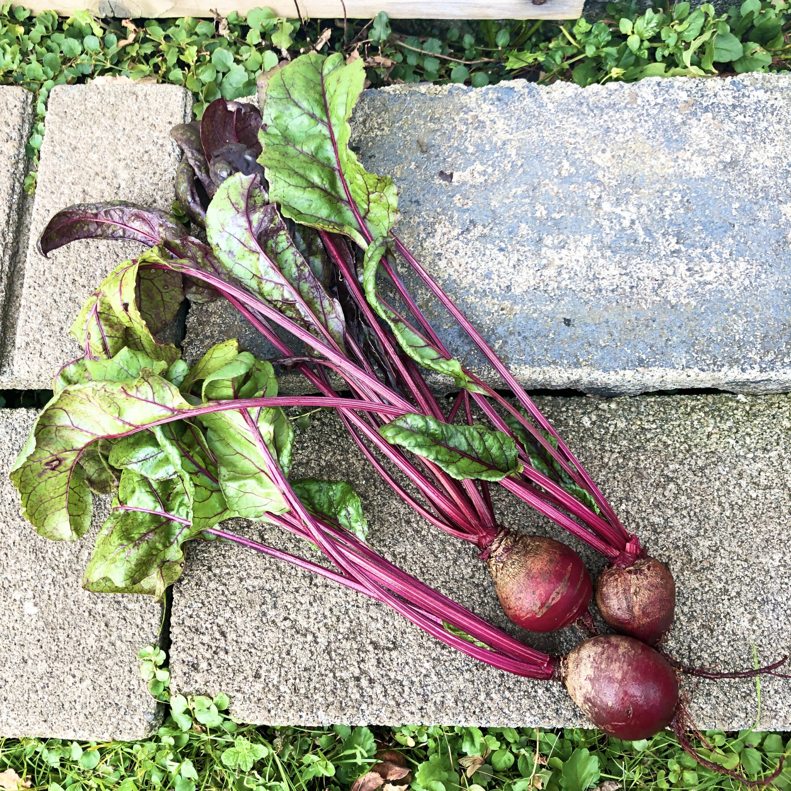 ビーツの葉っぱのミディアムソテ