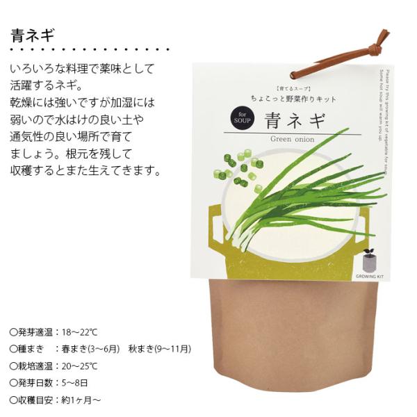 可愛くて美味しい!ベランダでミニキャロットを育ててみよう植物とあなたをつなぐPlantia