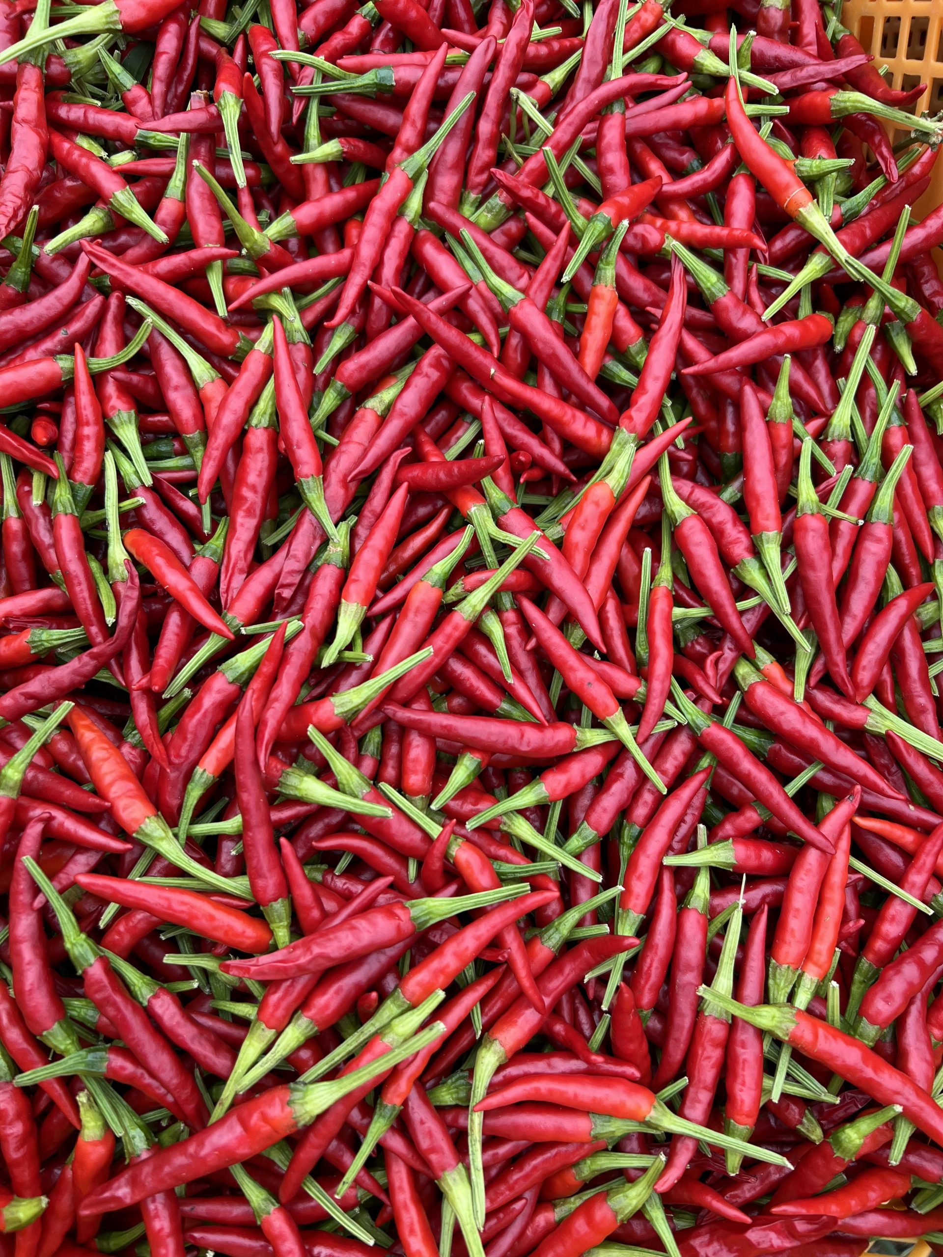 本鷹の爪 とうがらしの種固定種 固定種 在来種に強い 野菜のタネ専門通販サイトアサヒのぐるたね