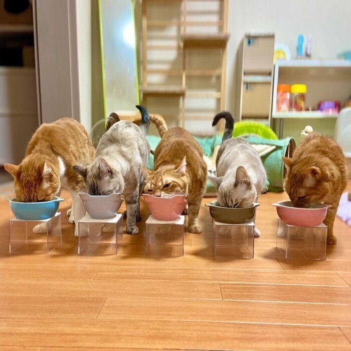 猫にごはんをあげる場所はいつもバラバラでも大丈夫？ねこちゃんホンポ