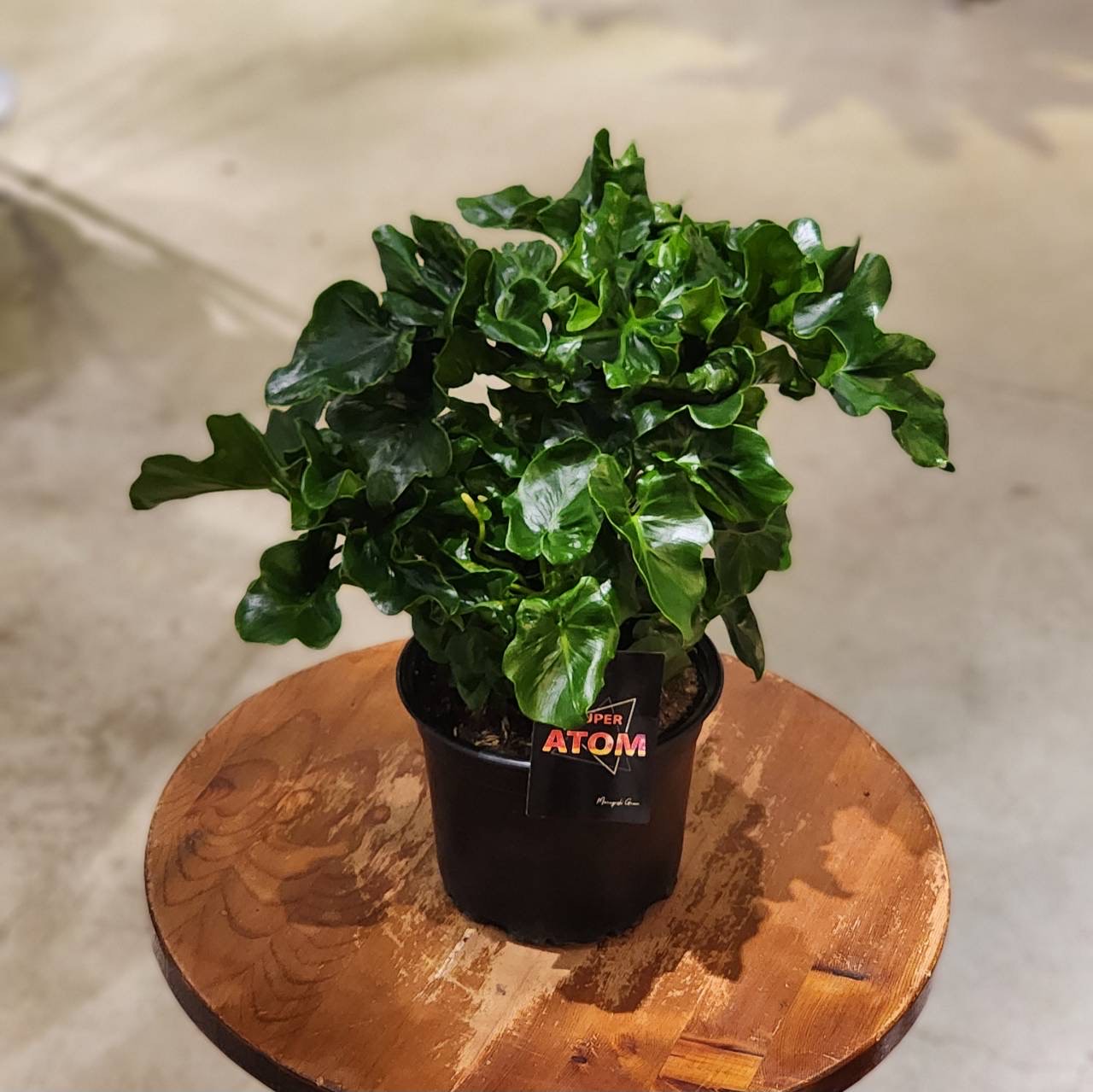 Amazonデリッシュオーガニクス マルベリーリーフ 60包入 顆粒 国産 桑葉 有機JAS認定 日本産 スーパーフード モンドセレクション金賞Delish Organics青汁