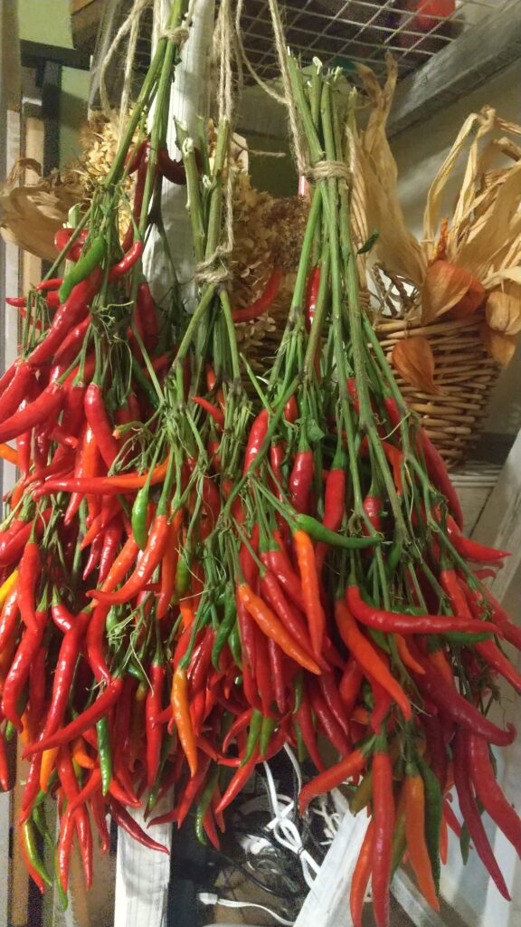 生鮮品 国産 生 鷹の爪 赤唐50g – ペッパーフレンズ