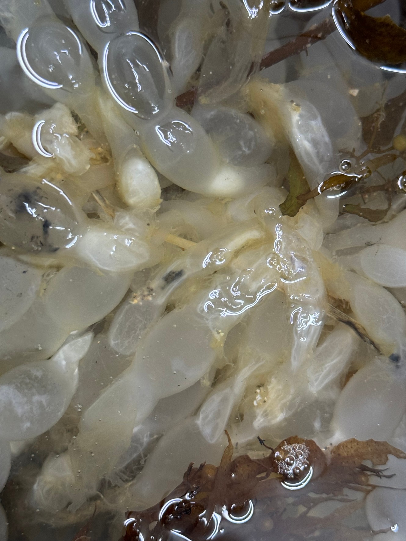 催事.JP 百貨店＆デパート物産展、スーパーでの催事出店はお任せ！催事・物産展に出店するなら催事.JPザ・イカが