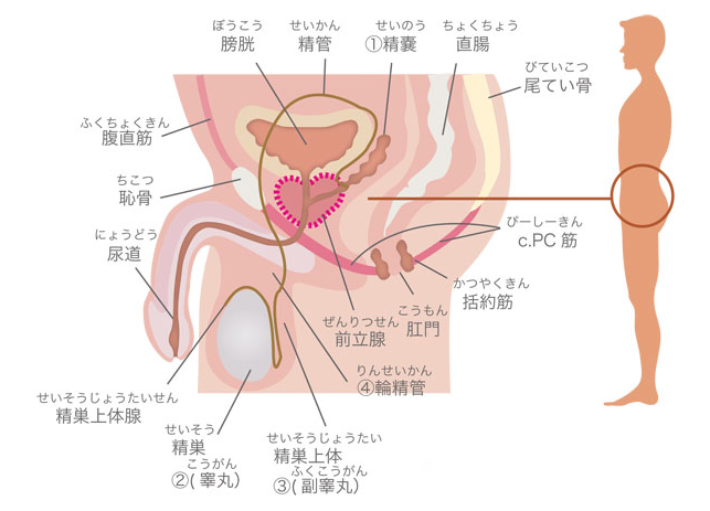 2本の固いチンポに犯されるベイブ | xHamster