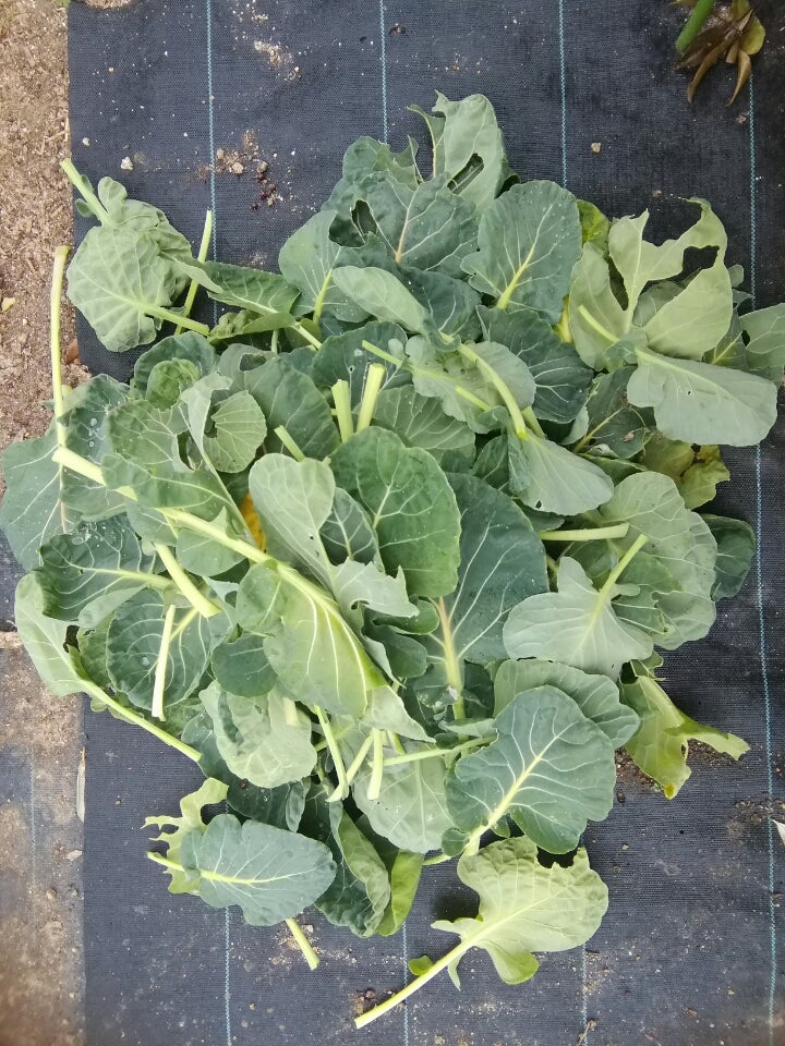 栽培の極意 Part2. 「芽かき・誘引」