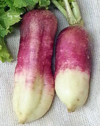 かわいい♡ツートーンカラー｢紅白ミニ大根｣豊洲市場 つま長 ＝築地ブランドを継承・豊洲市場で野菜と果物を販売＝