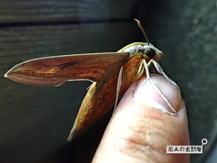 スズメガ科～コスズメの幼虫 - 奥行き１ｍの果樹園