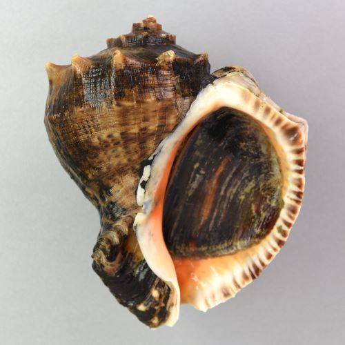 Amazon.co.jp: 小鉢黄金アカニシ貝1kg×12P業務用冷凍あかにし貝 : 食品・飲料・お酒