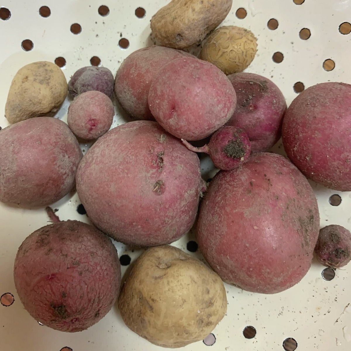 赤いジャガイモがありました。買ってきたじゃがいもをむいていたら、画像のよう- Yahoo!知恵袋