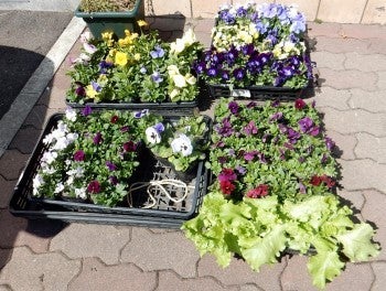 私がしもべになったお店 - Miel de Framboise